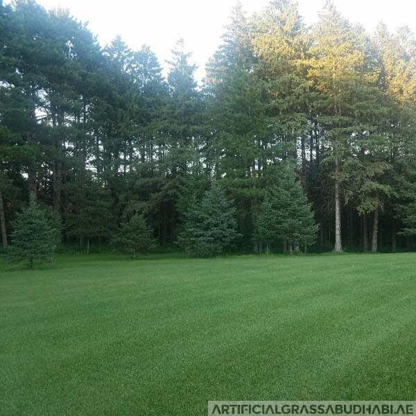 Landscape Artificial Grass