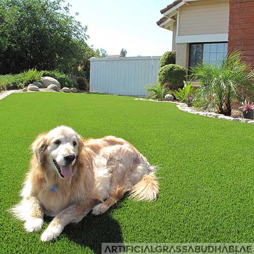 Pet Grass